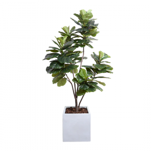 fiddle-fig-tree Faux indoor fiddle fig tree with white planter.